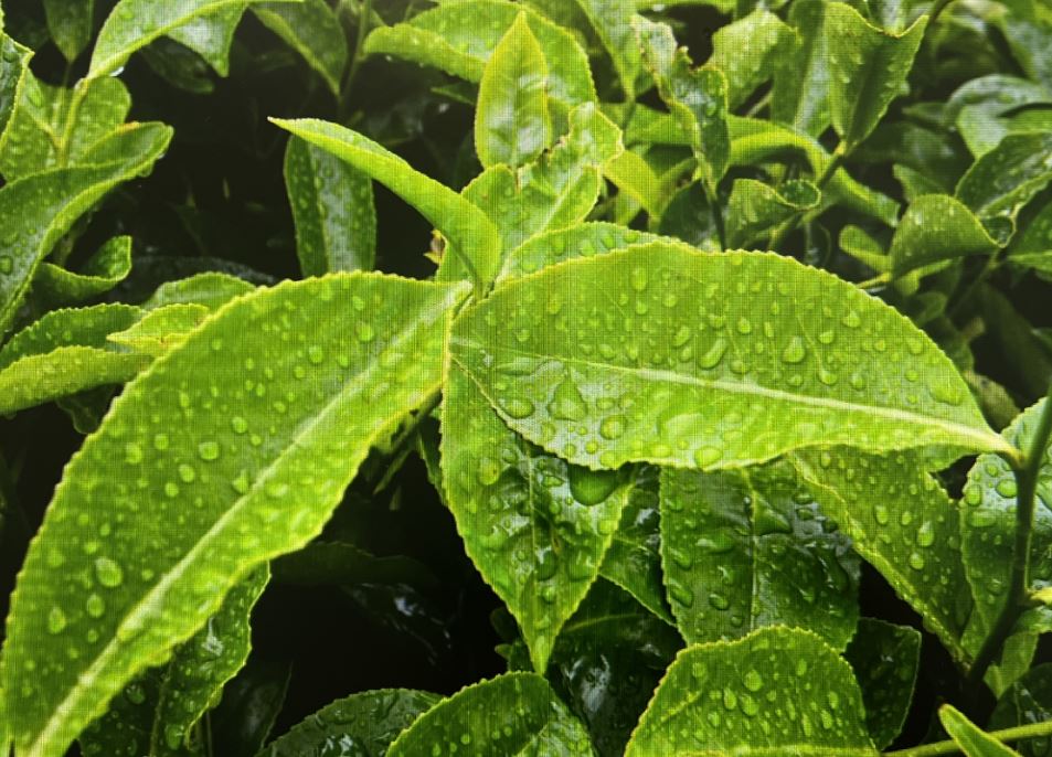 가공방법에 따라서 달라지는 차잎 건강 알아보겠습니다