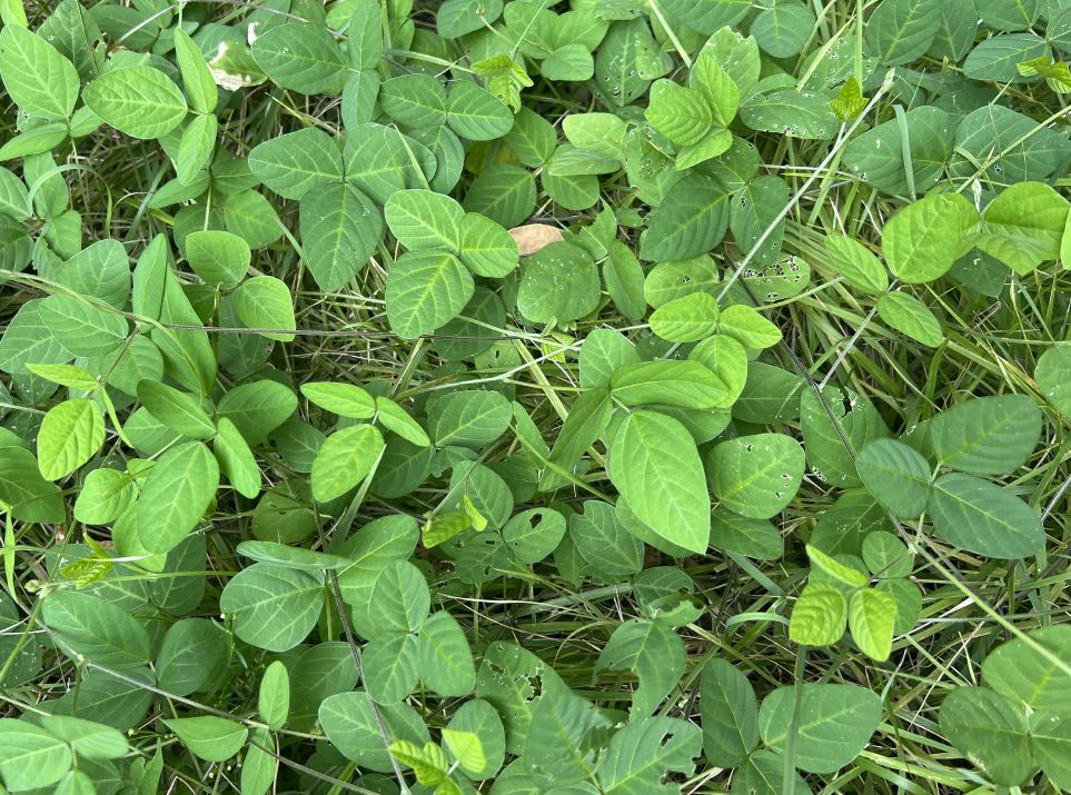 아로마 테라피 치료효과 알아보겠습니다