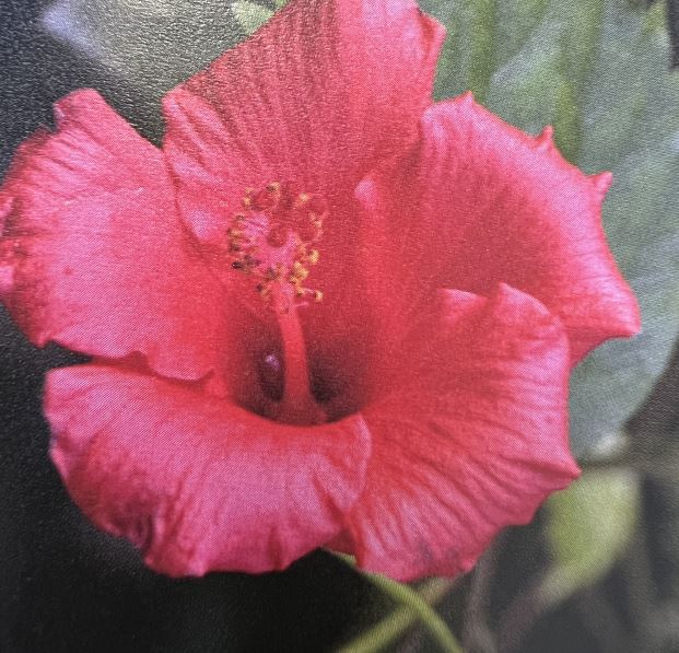 하비스커스 차 만들기 방법 알아보겠습니다