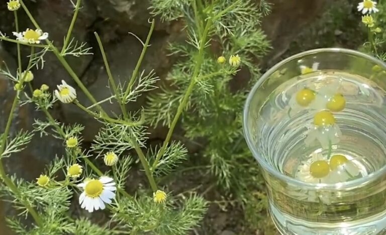 처음 마시는 허브차, 마시기 좋은 허브차 종류 3가지 알아보겠습니다 - 세상의 모든 음료