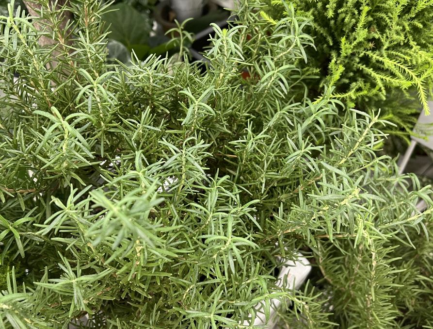 가을 추천 허브차,가을에 마시면 좋은 허브티 알아보겠습니다