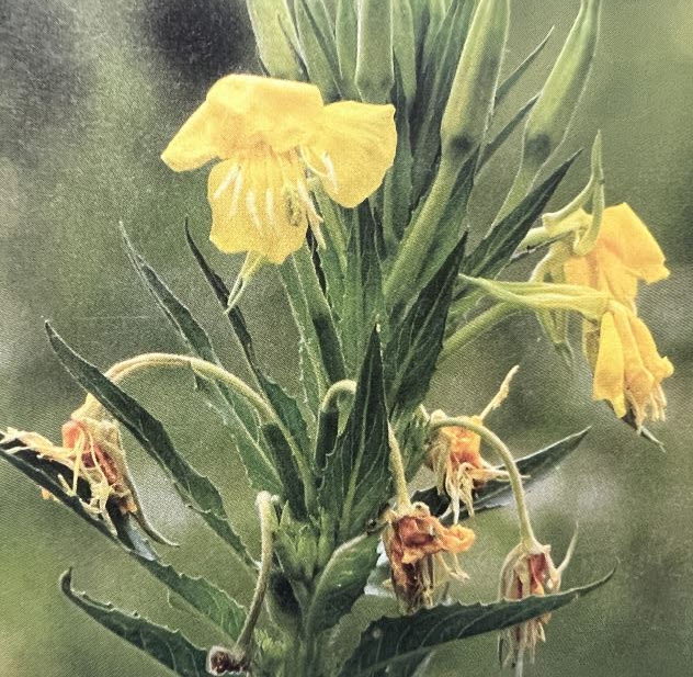 달맞이 꽃차 만드는 방법 알아보겠습니다.