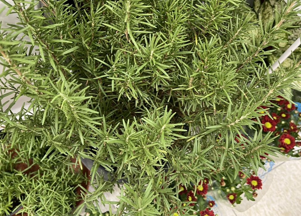 로즈마리 키우는 방법 로즈마리 허브차 만드는 방법 알아보겠습니다