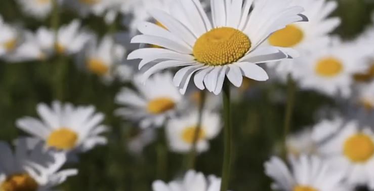물처럼 마실 수 있는 허브차 내용 특징 알아보겠습니다