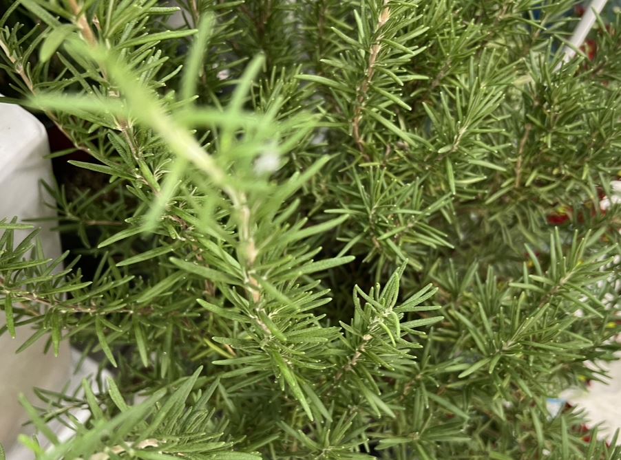 미세먼지에 좋은차 초미세먼지에 좋은차 알아보겠습니다