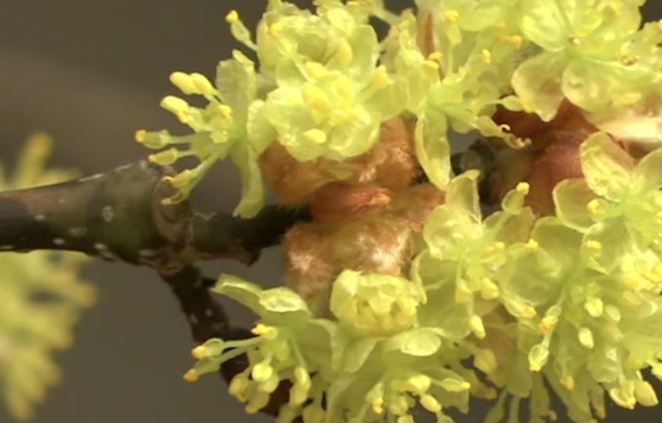 생강나무 꽃차 만드는 방법 알아보겠습니다