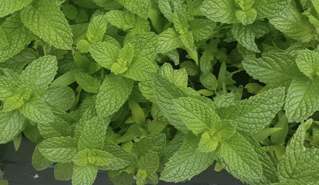 스피아 민트 키우기 허브차 만드는 방법 알아보겠습니다