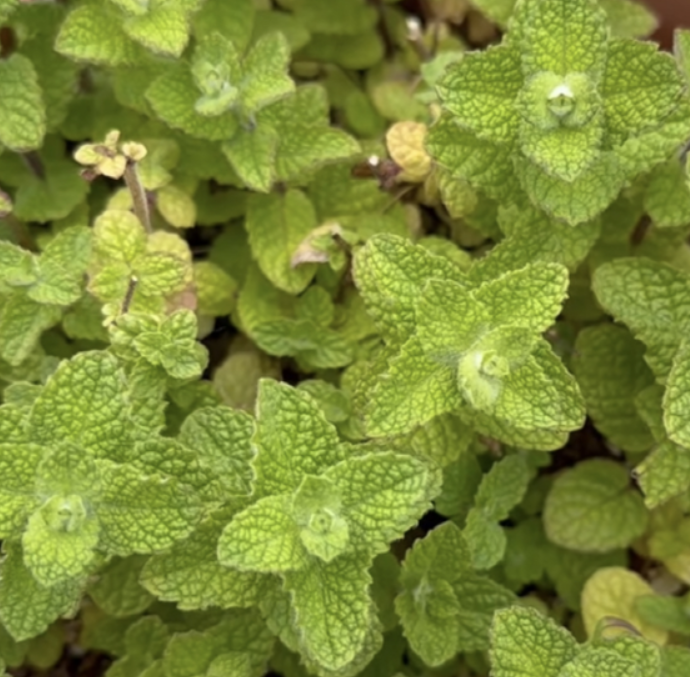 여름에 마시면 좋은 허브차,민트차 알아보겠습니다