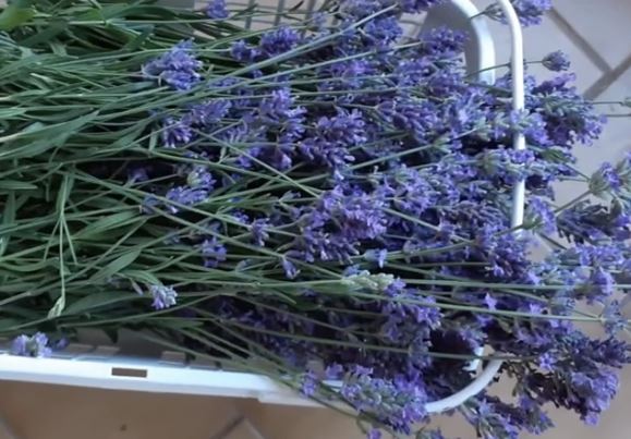 저녁에 마시는 허브차, 잠들기 전에 마시면 좋은 허브차 3가지