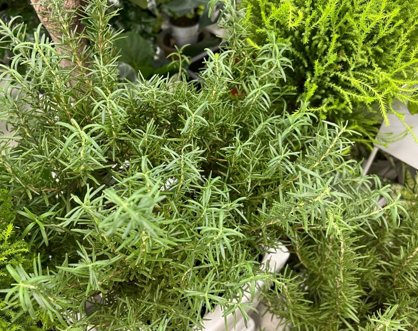 다양한 허브차 효능 마시면 좋은 점 알아보겠습니다