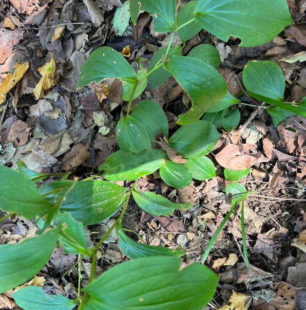 물대신 마셔도 좋은 차 둥굴레차 좋은 점 알아보겠습니다