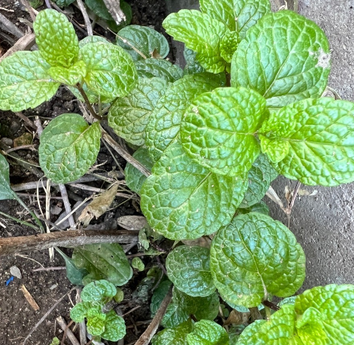 수험생 위한 긴장 완화에 도움이 되는 차 알아보겠습니다