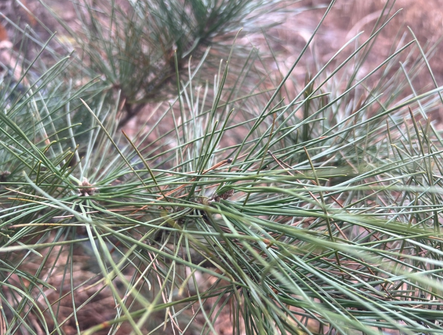 소화에도 좋은 솔잎차 효능과 만드는 방법