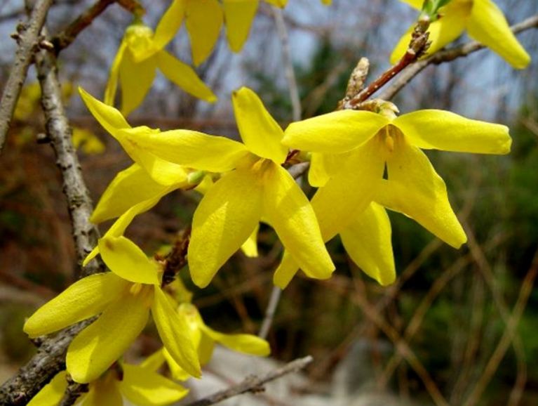 열내리고 해독에 좋은 개나리 꽃차 만드는 방법