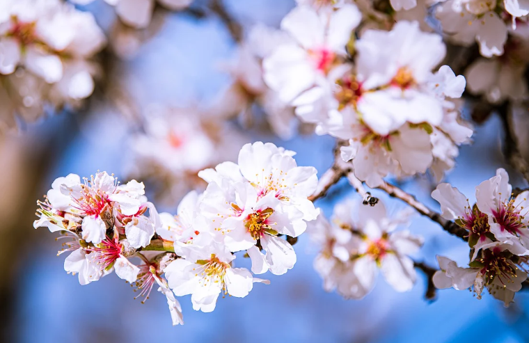 기관지에 좋은 차 도화차 효능 부작용 도화차 만드는 방법